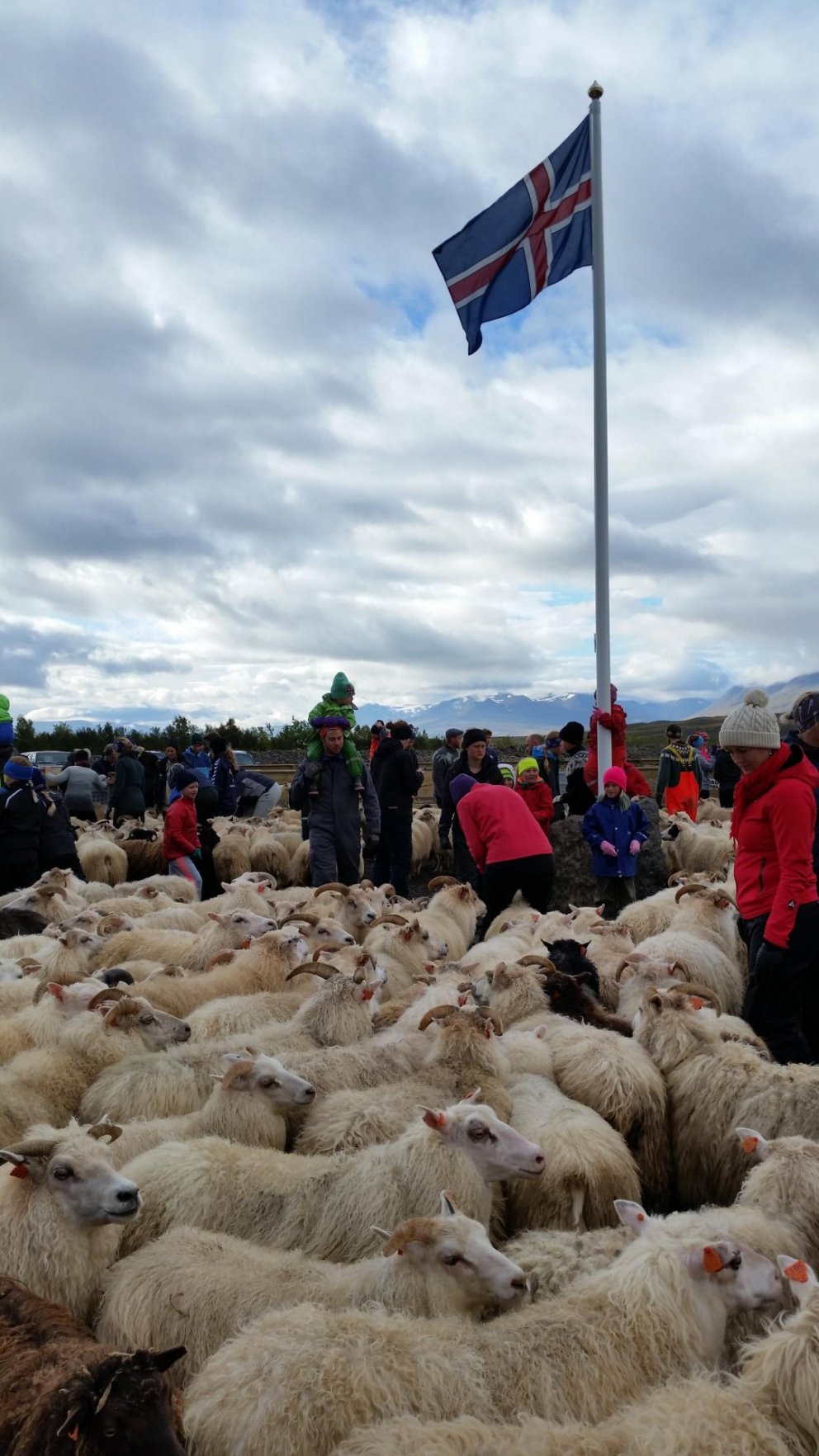 Í ár verður ekki fjölmenni við réttarstörfin, gestir bíða þolinmóðir næsta árs.