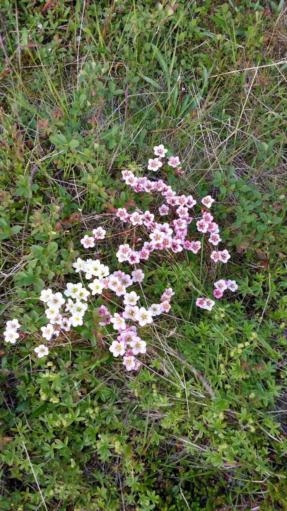 Íslensk náttúra, uppspretta hreinna afurða