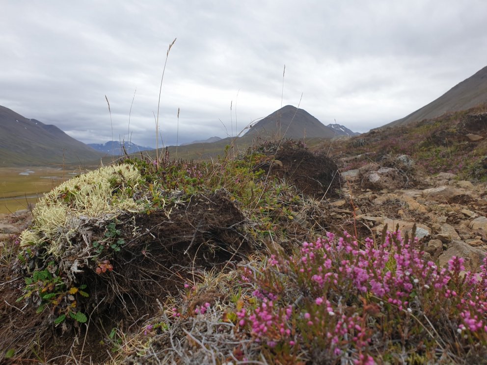 Fegurðin býr ekki síður í hinu smáa - úr Hvalvatnsfirði