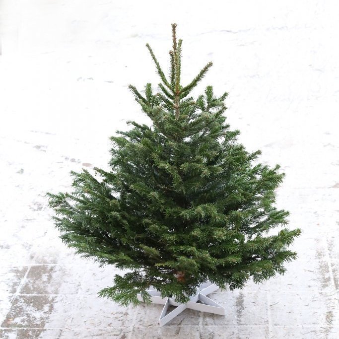 Viltu losna við jólatréið þitt?