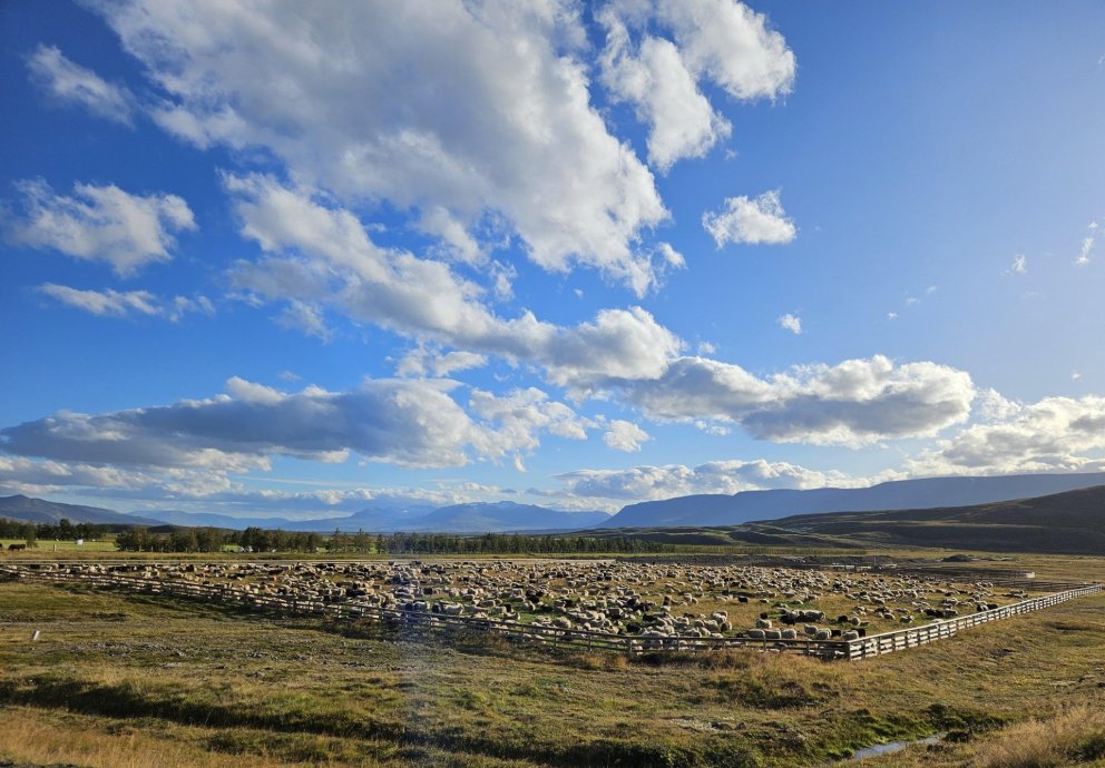 Göngur og réttir 2025