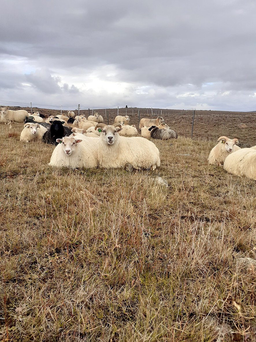 Sleppingar búfjár 2025