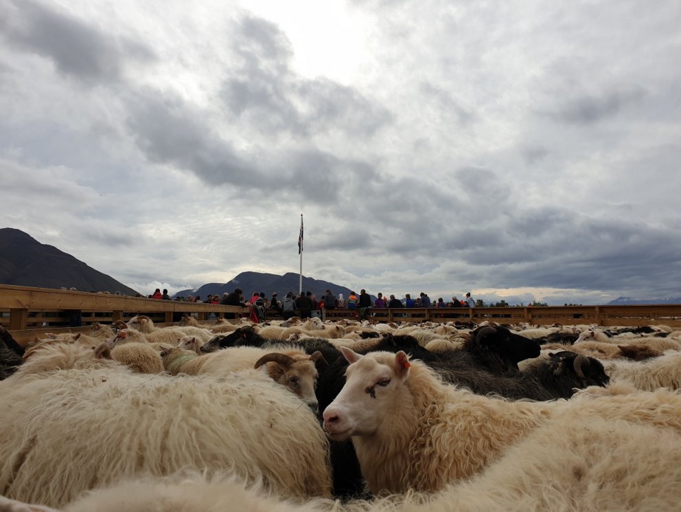 Féð lætur sig líklega covid litlu varða.